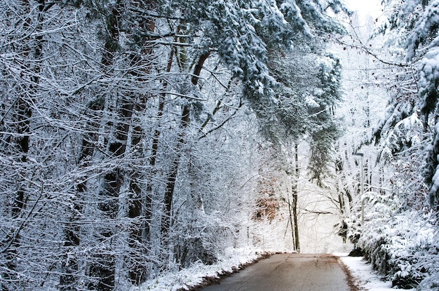 Photo road amidst trees during winter