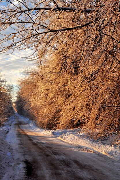 Road amidst trees during winter