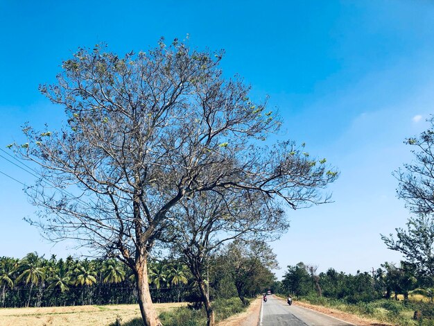 Road amidst trees on field against blue sky