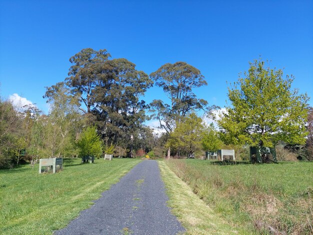 Road amidst trees on field against clear blue sky