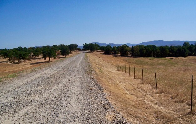 Road amidst trees on field against clear sky