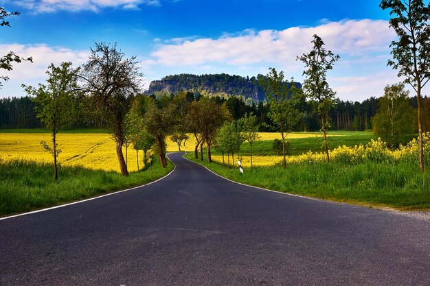 Foto strada in mezzo agli alberi sul campo contro il cielo