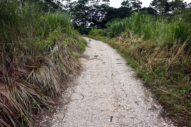 畑の木の間にある道