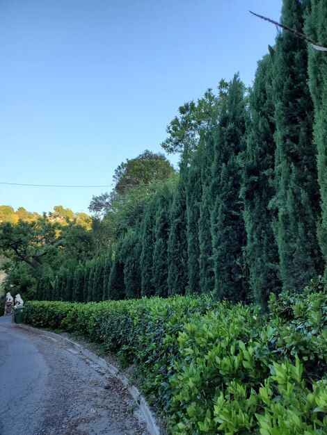 Road amidst trees in forest against clear sky