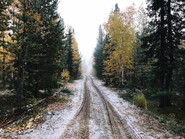 Foto strada in mezzo agli alberi nella foresta contro il cielo