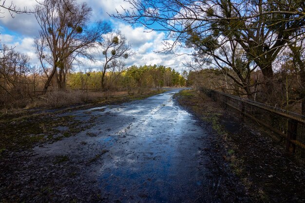 Foto strada in mezzo agli alberi nella foresta contro il cielo