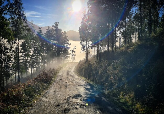 Road amidst trees in forest against sky