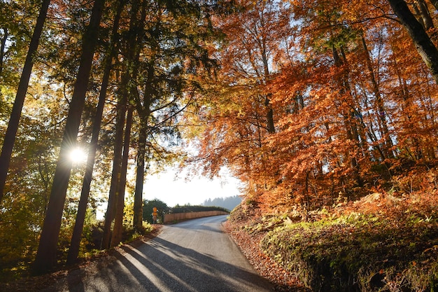 秋の森の木の中の道