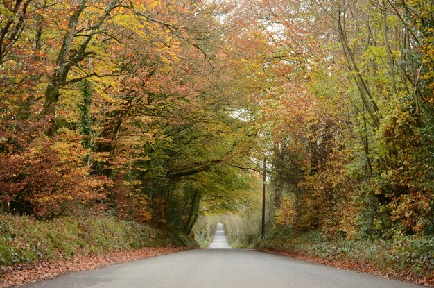 Road amidst trees in forest during autumn