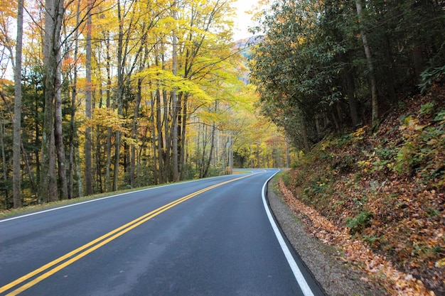 Photo road amidst trees in forest during autumn