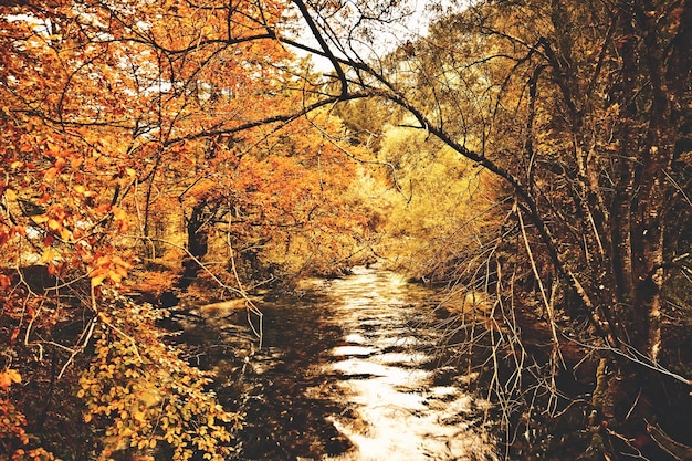 Road amidst trees in forest during autumn