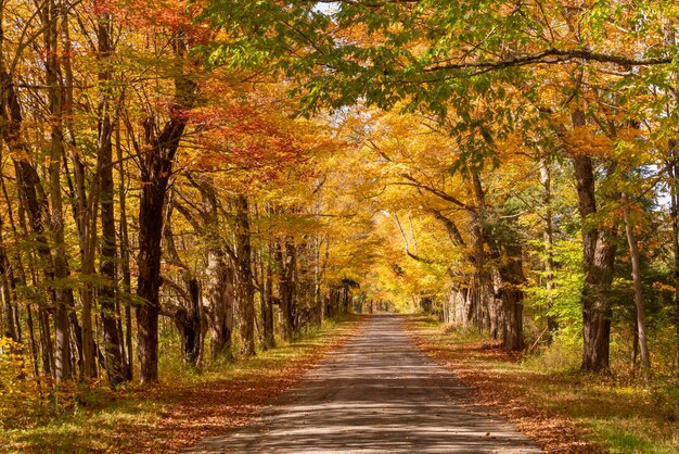 Road amidst trees in forest during autumn