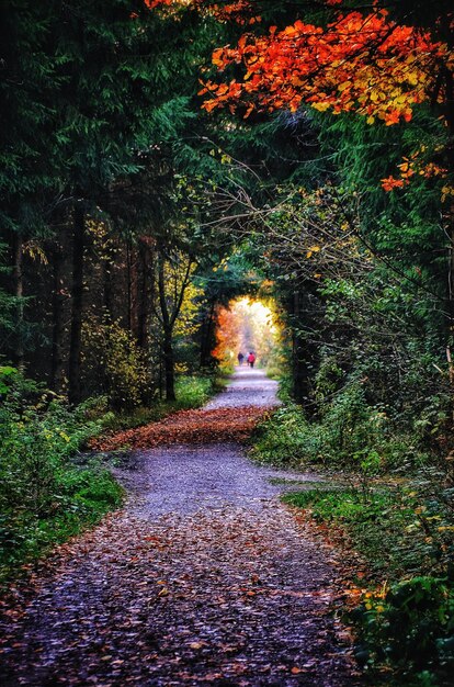 Road amidst trees in forest during autumn