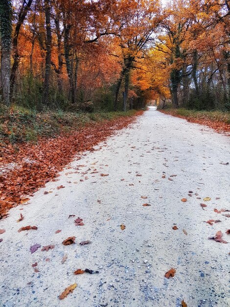 Foto strada tra gli alberi della foresta durante l'autunno