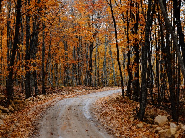 Photo road amidst trees in forest during autumn