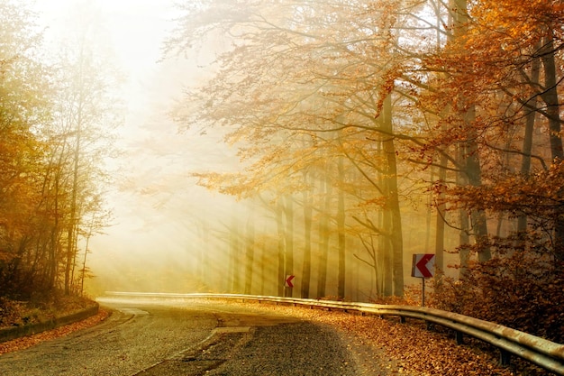 Photo road amidst trees in forest during autumn