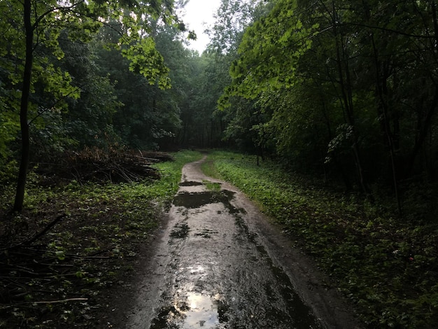 Photo road amidst trees in forest during rainy season