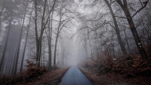 Road amidst trees in forest with fog in autum