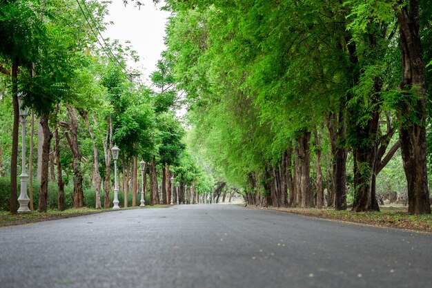 Road amidst trees in forest