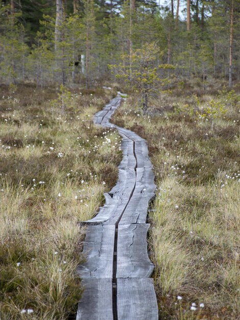 Photo road amidst trees in forest