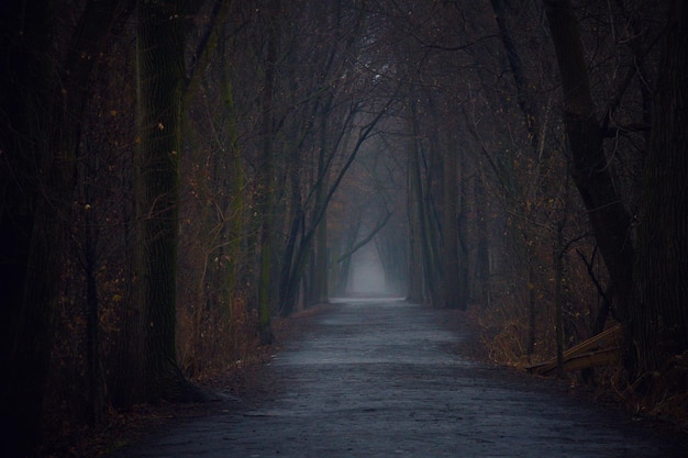 road amidst trees in forest