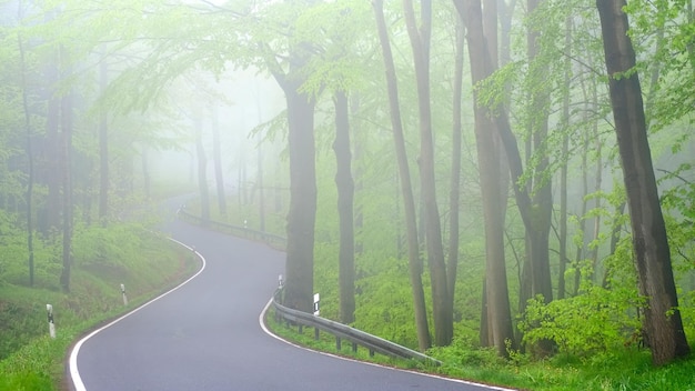 森の木の間にある道