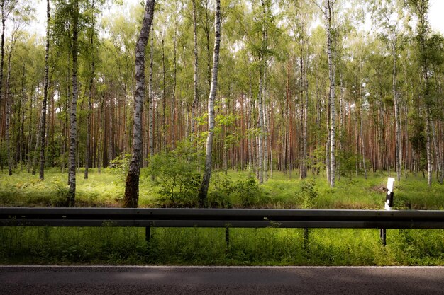 Road amidst trees in forest