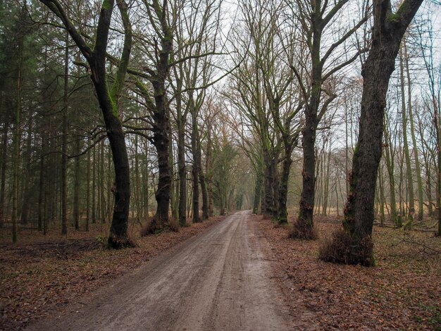 Foto strada in mezzo agli alberi della foresta