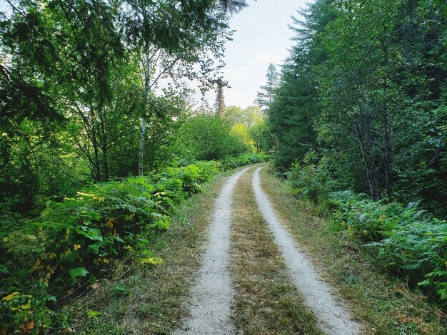 Road amidst trees in forest