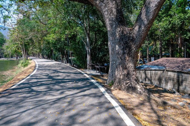 Photo road amidst trees in forest