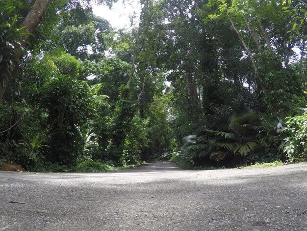 Road amidst trees in forest