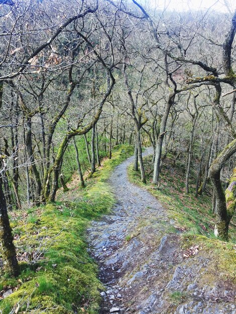 Foto strada in mezzo agli alberi della foresta