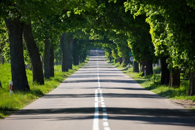 Photo road amidst trees in forest