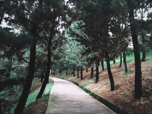 Foto strada in mezzo agli alberi della foresta