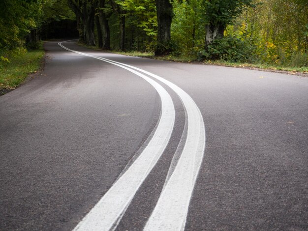 森の木の間にある道