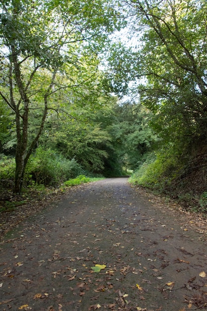森の木の間にある道