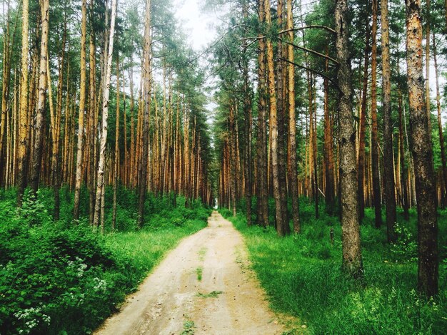 Photo road amidst trees in forest