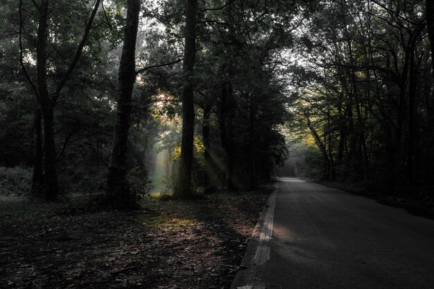 Road amidst trees in forest