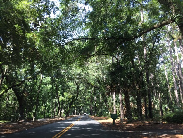 Road amidst trees in forest