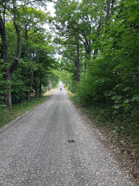 Foto strada in mezzo agli alberi della foresta