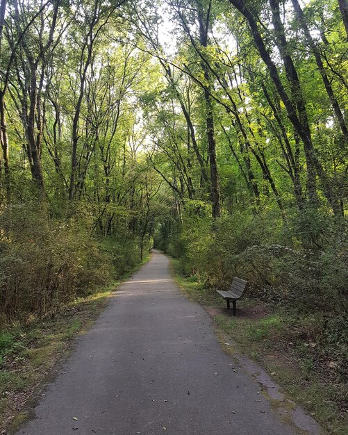 Foto strada in mezzo agli alberi della foresta