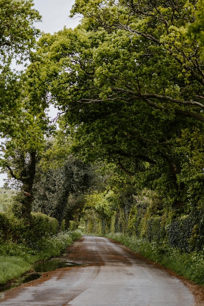 森の木の間にある道