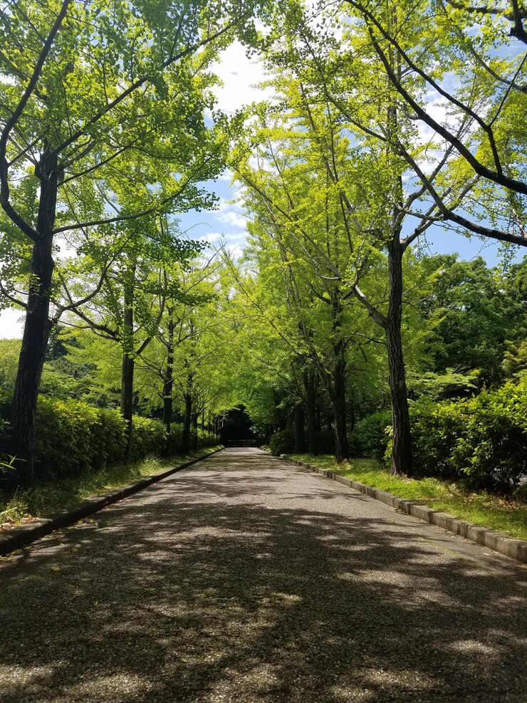 Photo 숲 속 의 나무 들 사이 의 도로