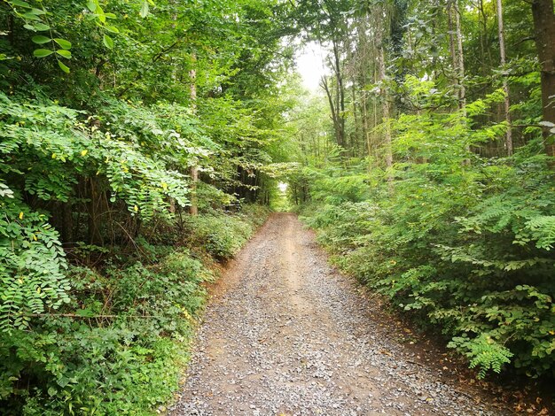 Road amidst trees in forest