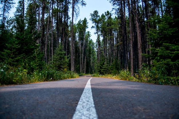 森の木の間にある道