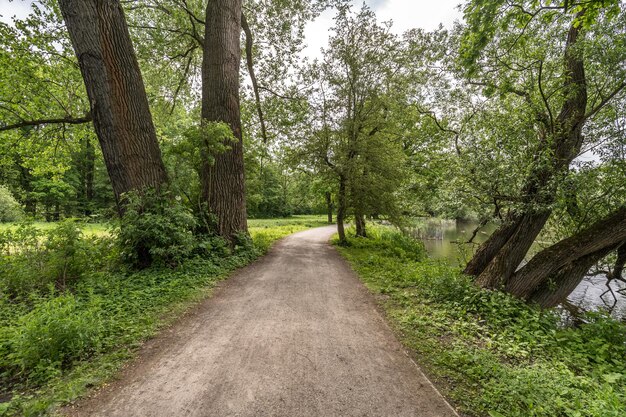 Road amidst trees in forest