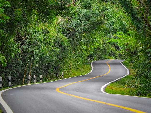 Road amidst trees in forest