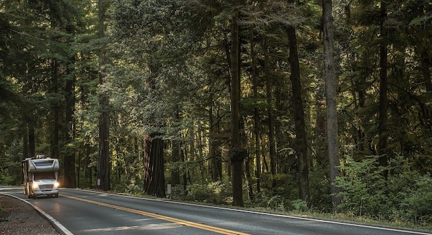 Photo road amidst trees in forest