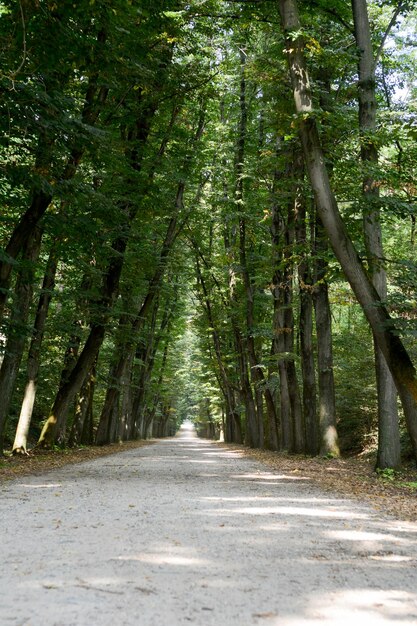 Road amidst trees in forest