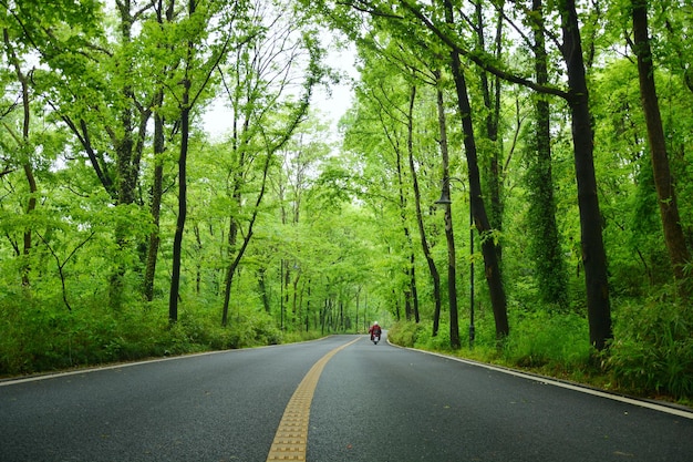 Photo road amidst trees at forest